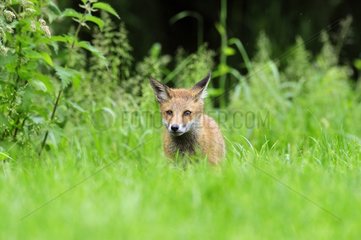 Red Fox Cub in England vorsichtig