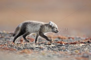 Arctic fox walking in the tundra Nunavut Canada