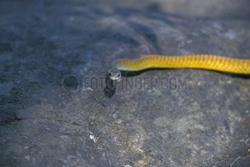 Green tree snake on a rock Australia