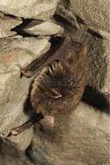 Daubenton's Bat in cave Spain
