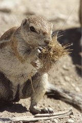 South African Ground Squirrel eating grass Etosha Namibie