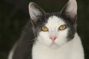 Porträt der weißen und blauen männlichen europäischen Katze in einem Garten