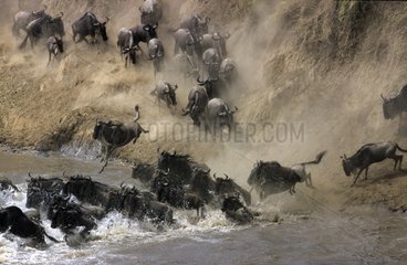 Wildebeest crosssing Mara River Kenya
