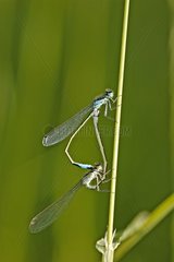 Mating of Blue-tailed damselfly France