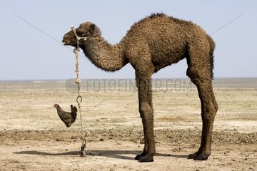 Junges Kamel der bactrianischen Steppe im westlichen Kasachstan