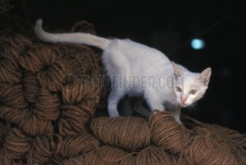 WeiÃŸe Katze auf einem Haufen Wollkugeln Burma