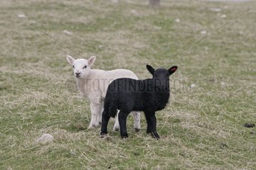 Young lambs Hebrides Scotland