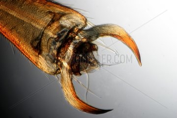 End of a forefoot of european hornet