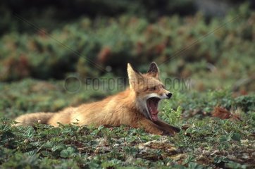 Young Red Roux Fox Ile von Talan Sibirien