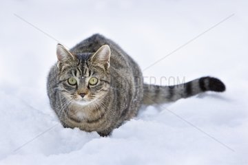 Tabby-Katze im Schnee in Oberbruck im Haut-Rhin