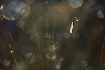 Damselfly covered with dew on a blade of grass France