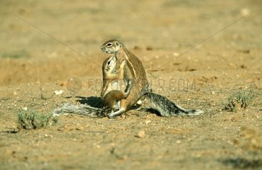 Ecureuils fouisseurs du Cap PN Kalahari RSA
