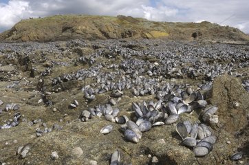 Muscheln auf Felsen bei Ebbe  Großbritannien Frankreich
