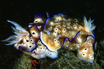 Accouplement de nudibranches Papouasie-Nouvelle-Guinée