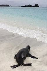 California Sea LionGalapagos