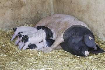 Newborn childs sucking female Pig France