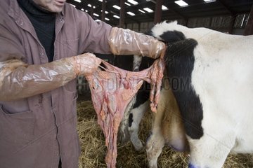 Tierarzt  der nach einem Kalbende Frankreich an einer Kuh tÃ¤tig ist