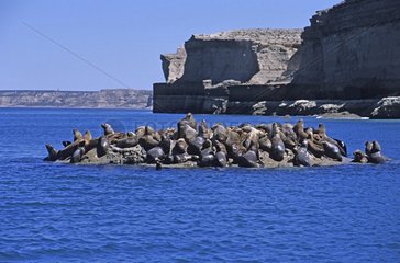 Kolonie südamerikanischer Seelöwen auf einem Felsenargentinien