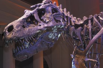 Skelett des Tyranosaurier 'Sue' Field Museum Chicago USA