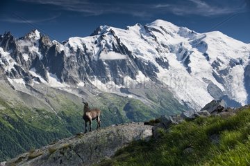 Alpine Ibex in front of the great Mont Blanc France