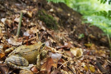 European Frog in the Odenwald forest Germany