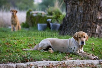 Mowed Golden Retriever dog lyigng in the meadow France