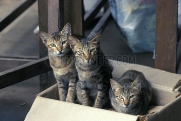 Junge Katzen ruhen in einem Karton Burma