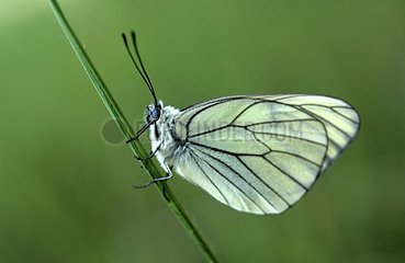 Schmetterling an ein bisschen Frankreichgras hängt