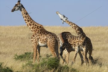 Fights Giraffes Masaï males Masaï Mara Kenya