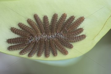 Group of caterpillars on a leaf French Guiana