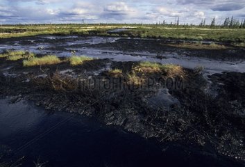 Verschmutzte Tundra nach einer Ölpest