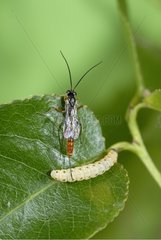 Female Parasitoid wasp laying in a caterpillar France