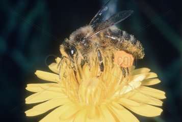 Honey bee gathering nectar on a flower