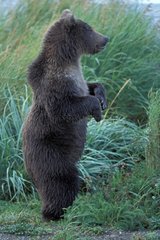 Brown bear on its back legs PN of Katmaï USA