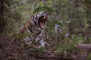 Tigre baillant Bandhavgarh NP Inde
