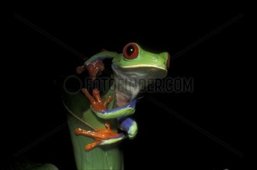 Red -Eyed -Frosch auf ein Costa Rica -Blatt gestellt
