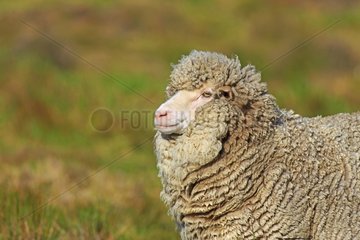 Portrait of Sheep in the moor - Falkland Islands