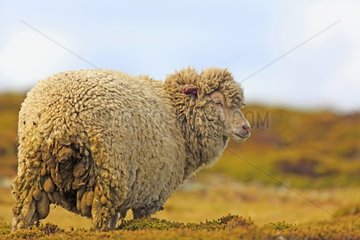 Sheep in the moor - Falkland Islands