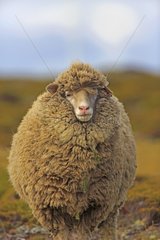 Sheep in the moor - Falkland Islands