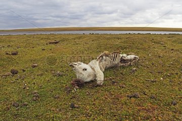 Remains of stillborn lamb eaten on the moor - Falkland Islands