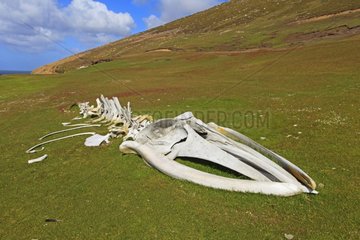 Whale skeleton on the moor - Falkland Islands