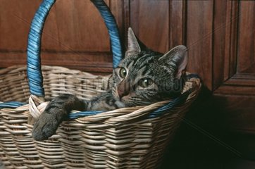 Katze in einem Korbkorb