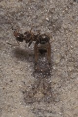 Larve de fourmilion capturant une fourmi avec son entonnoir