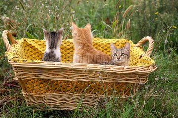 Kittens sat in a basket outside