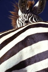 Portrait of Grant's Zebra Tanzania