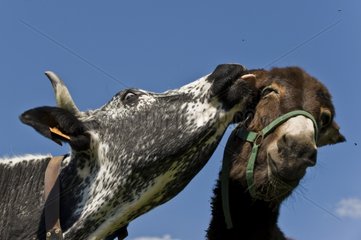Eine Kuh -Vosgienne  die das Ohr eines Esel -Stosswihrs knabbert