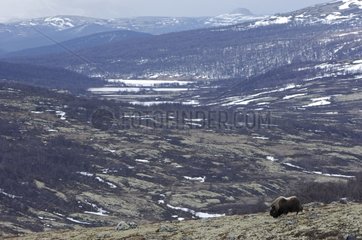 Muskox in the tundra Dovrefjell National Park Norway