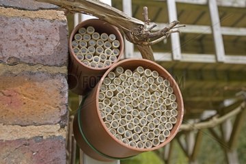 Insektenhaus aus hohlen Röhren unterschiedlicher Größen UK
