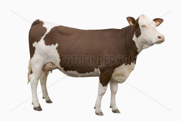 Vache de race montbéliarde