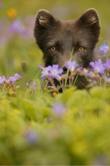 PortrÃ¤t des arktischen Fuchs auf einer Wiese im FrÃ¼hling Island